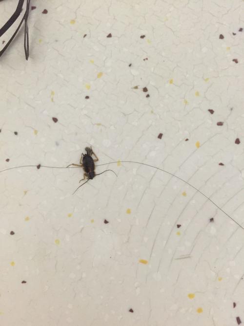 请问这是蟑螂吗 我是北方的