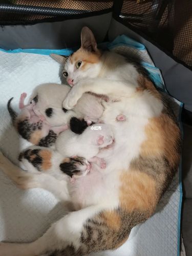 布偶和田园三花交配的串串,5只小奶猫_串串_宫缩_猫_宠物_猫_晒猫