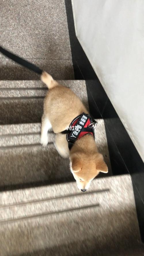 昨天的库存,爬楼梯倒是一下就学会了_柴犬_宠物_狗