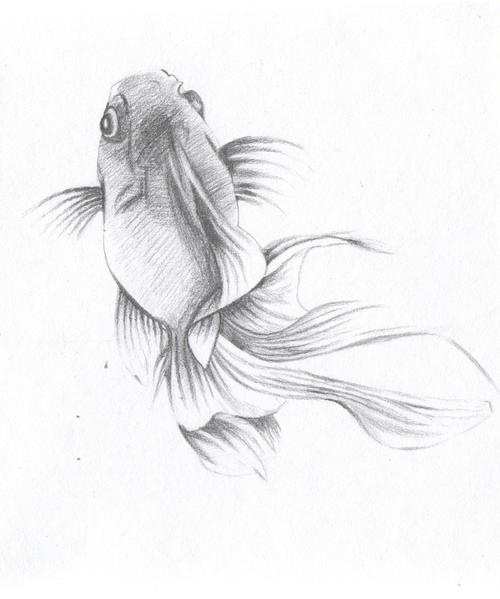 灵动的鱼|纯艺术|素描|子牧牧之 - 原创作品 - 站酷