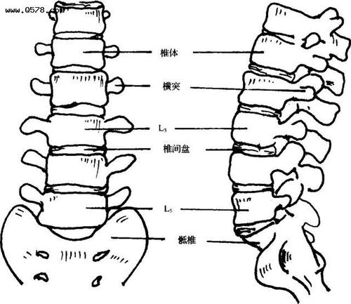 emma检索到更加科学的贴疗方案,话不多说,直接上图 位置为腰4节往上2