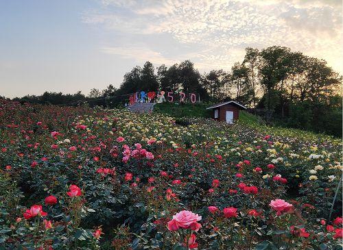 六一福利丨儿童节去成都山玫瑰谷免费抓鱼了