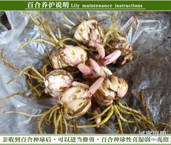 带芽发货百合花球根