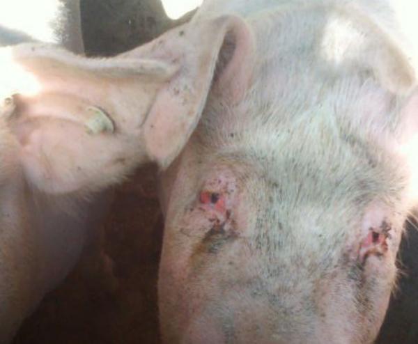 风热或热毒引起则两眼同时发病或先后发作猪结膜炎.