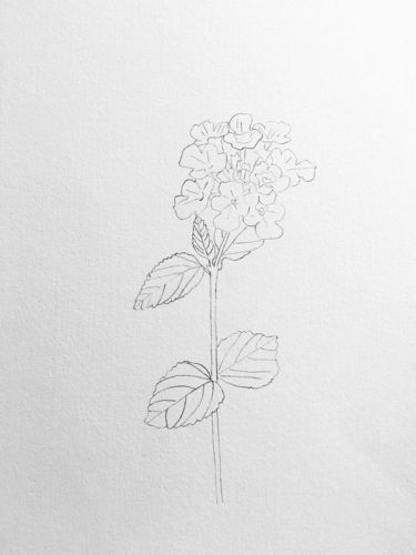 手绘马樱丹五色梅线稿