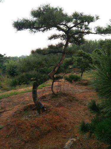 黑松景观树怎样造型黑松景观树的造型技术