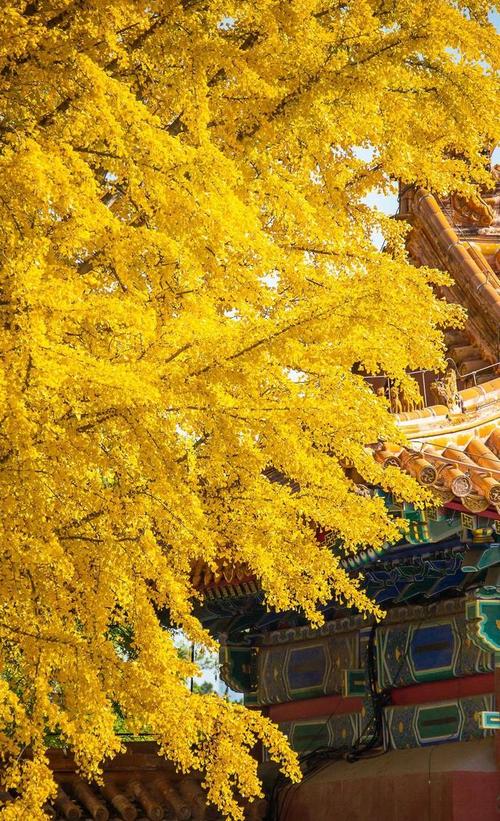 玉泉寺这棵千年银杏满树黄金简直美爆了