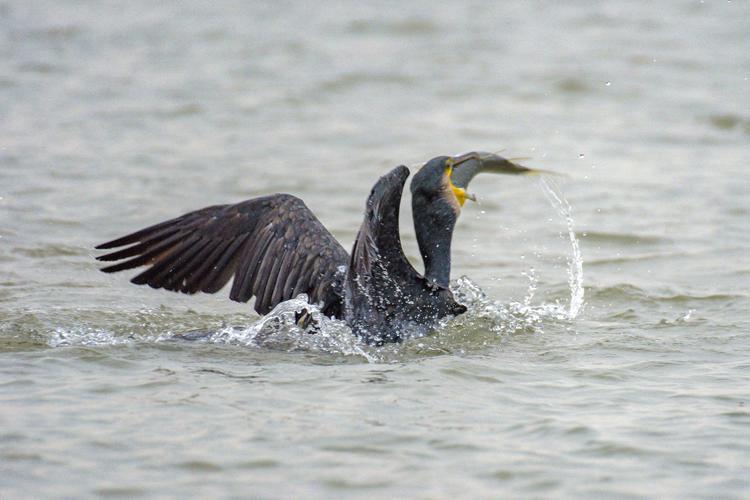 鸬鹚抓鱼