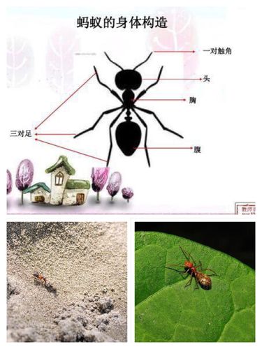 接下来我们一起了解一下蚂蚁的身体结构吧!