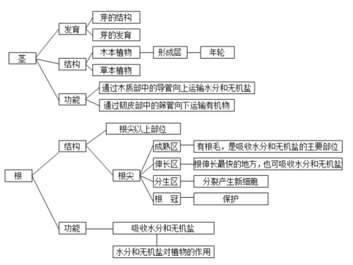 中考生物知识点结构图分类整理:生物圈中的绿色植物