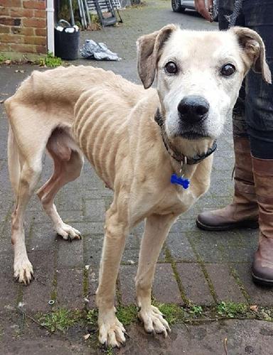 狗狗骨瘦如柴惨遭抛弃,活像个骷髅狗,看到狗粮立马扑