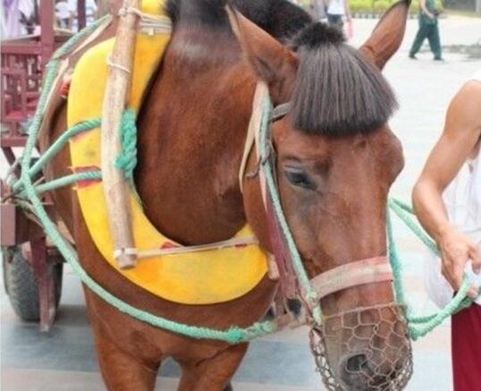 剪了个齐刘海不像吴莫愁都难 - 搞笑图片盒子