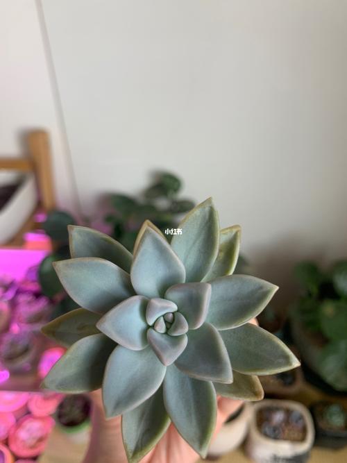 一颗淡雪3个月的变化