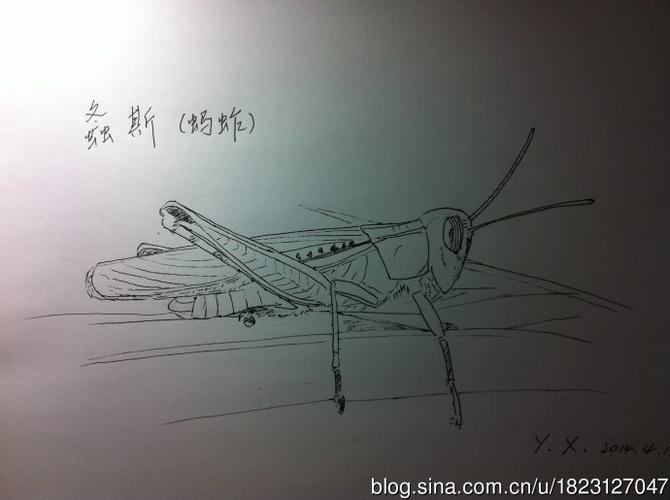诗经动植物钢笔画6螽斯