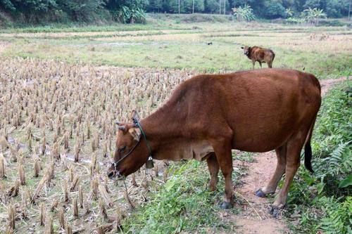 四川农民去河边放牛,意外发现1吨废铁,专家表示这是