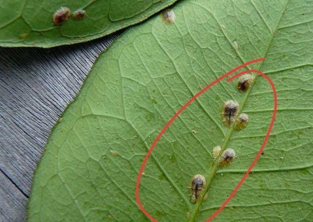 6个免费小偏方,专治蚧壳虫!赶紧用上,免得植物都被传染!