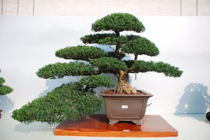 "2019中国森旅节通派盆景艺术展"今起在南通开展