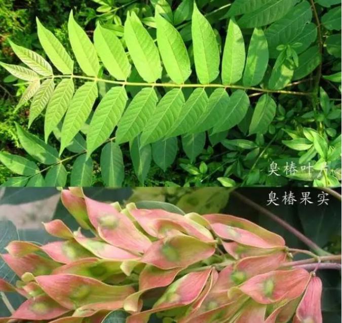 原创农村随处可见的臭椿,为什么被称之为"无用之才"?