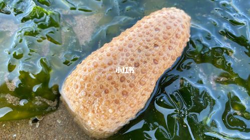 退潮后沙滩上发现海玉米_沙滩_玉米_赶海_户外_户外赶海_出行_出行