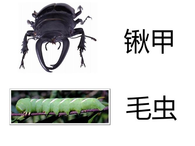 常见昆虫图片名称