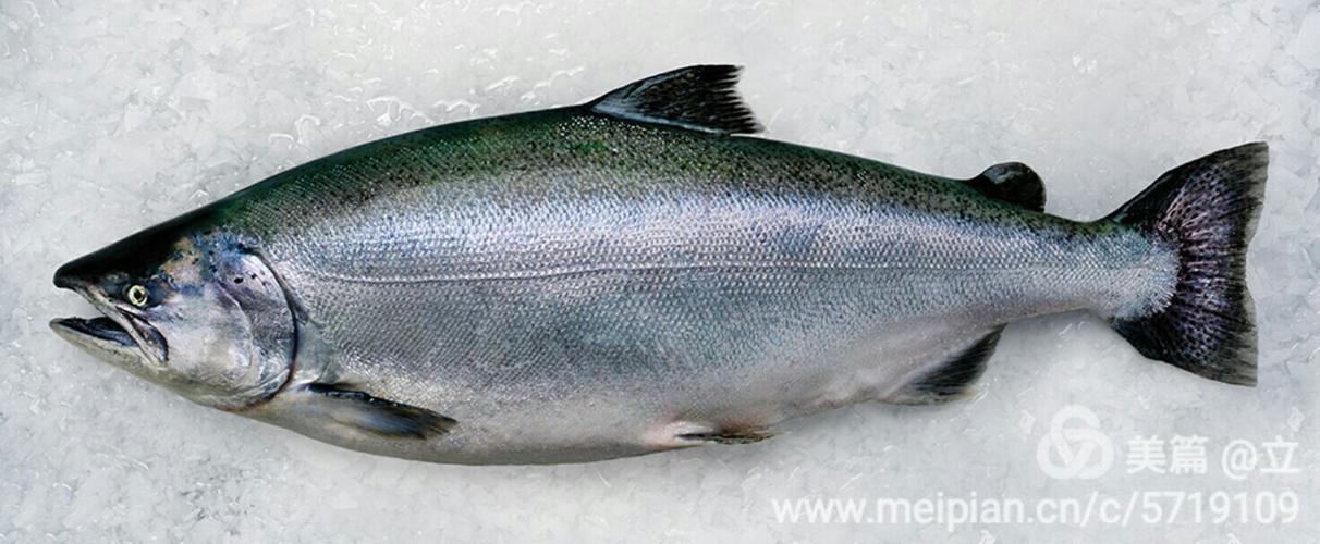 新西兰库克(mt.cook alpine salmon)高山帝王鲑