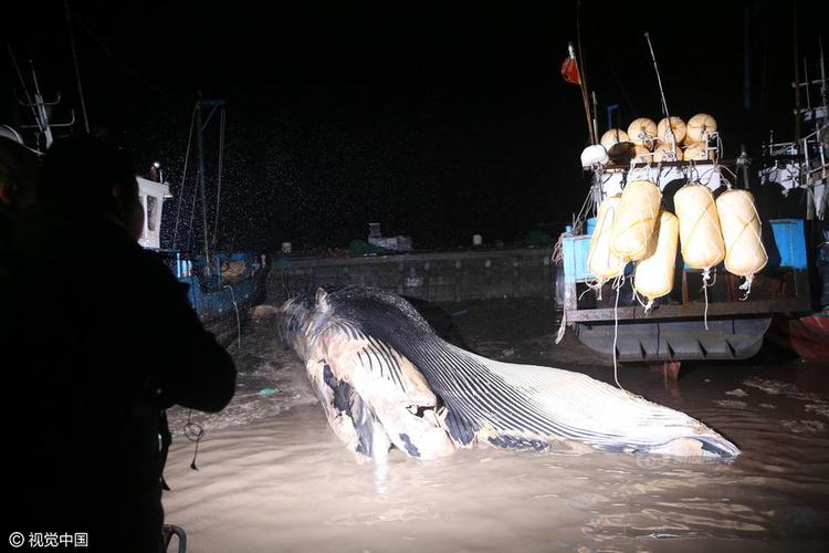 上海海域发现一死亡鲸鱼 鲸头缺失