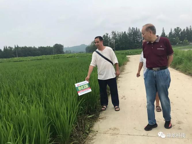 新品水稻●全程机械化种植●虾稻种养结合模式——专家领导现场点评