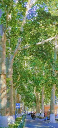 刚拍的梧桐树埋了吧