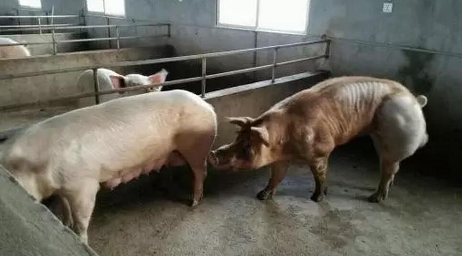 养猪能手……母猪发情不让配的方法