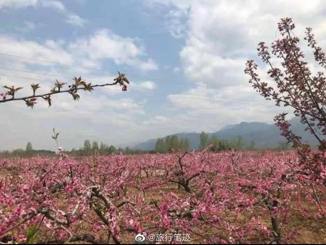 为遇见美好体会那涌动的春潮~#西安旅行#  而依山傍水的王莽万亩桃园