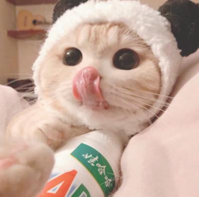 可爱的卡通小猫咪头像