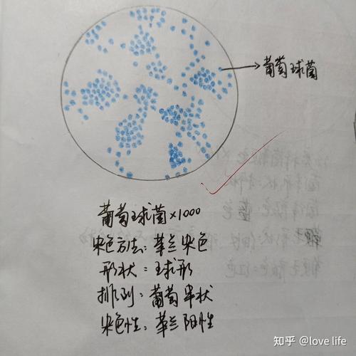 这是自己做的肺炎链球菌的玻片1000倍油镜镜下图 希望能帮到你们哦!