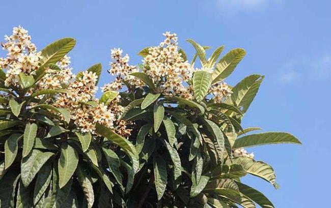 枇杷苗木的成活率,等水透入土壤后,再盖上一层细土,使用薄膜覆盖树盘