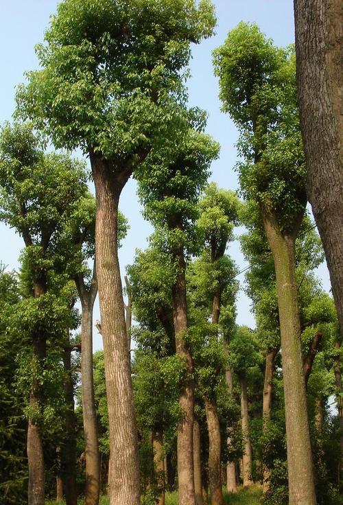 item/枸骨/2776280" data-lemmaid="2776280">枸骨 /a>属常绿灌木或 a