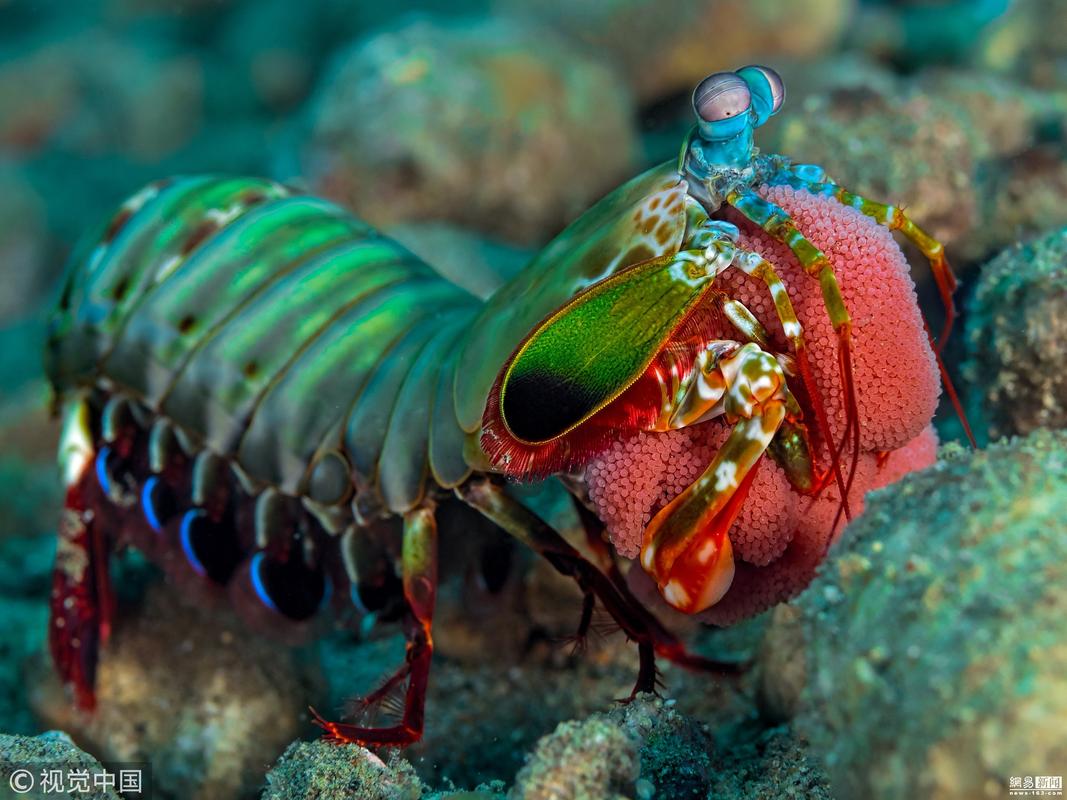 皮皮虾产卵后抱着卵