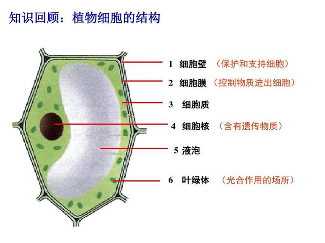 七年级生物细胞核是遗传信息库ppt