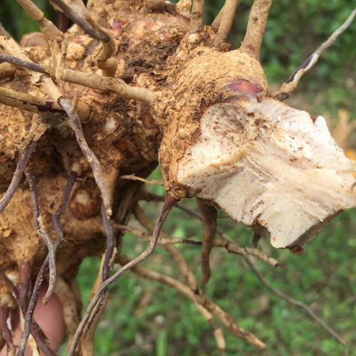 现挖菝葜 新鲜金刚头 铁菱角中草药冷饭头 铁刺苓鲜品 500克 包邮