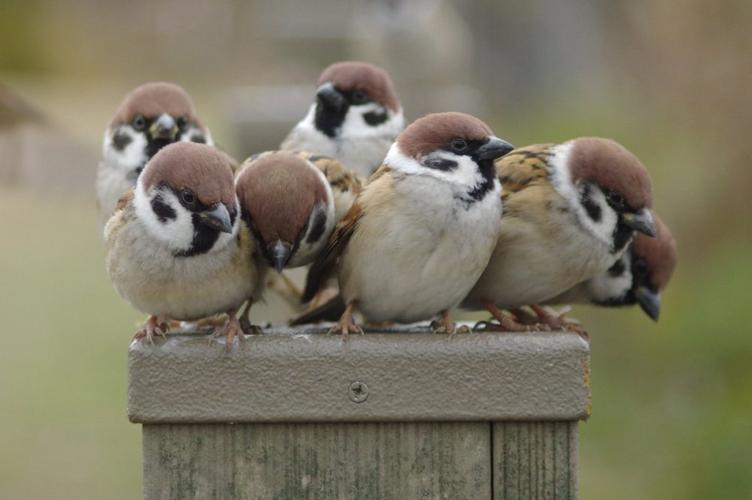 麻雀是益鸟还是害虫?为什么现在没人敢抓?历史的教训很深刻!