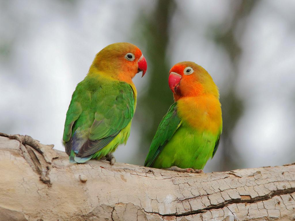 牡丹鹦鹉怎么养