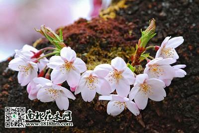 樱花的种类樱花图片欣赏