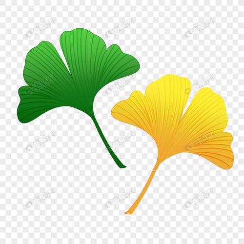 免抠元素 手绘/卡通元素 银杏叶.