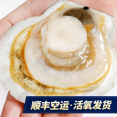 大连特产超大大个特大鲜活夏威夷贝虾扇贝海鲜夏夷贝