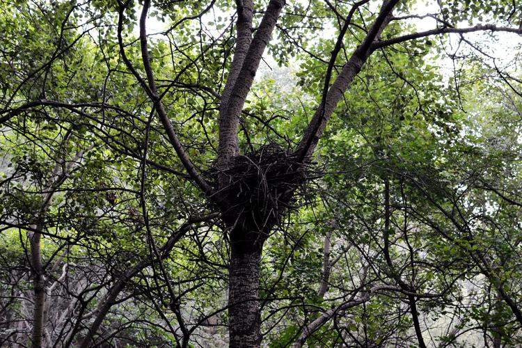 《飞翔的鸟窝》阅读答案