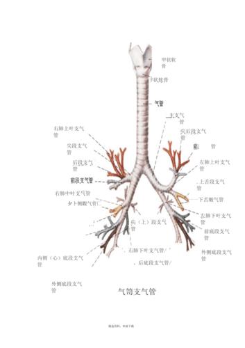肺部ct口诀及支气管树