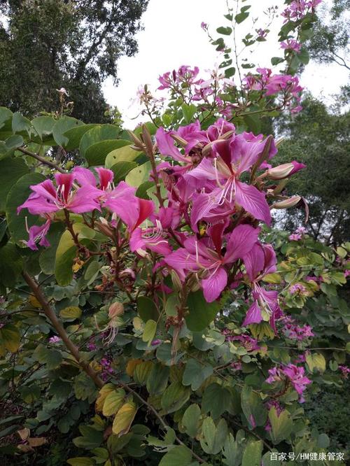 紫荆花,香港特区的市花.很漂亮.