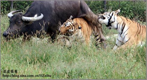残忍的虎牛相搏实录