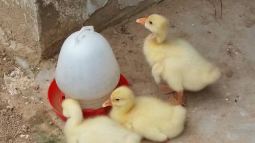 鹅怎样分辨公母