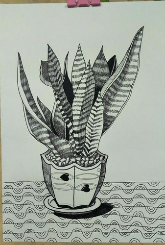 虎皮兰线描写生