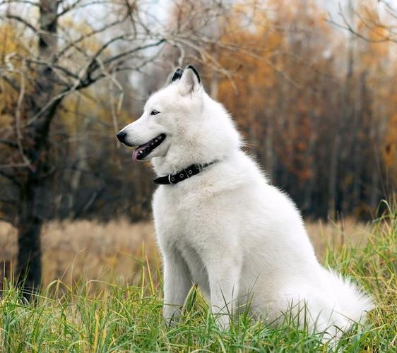 阿拉斯加雪橇犬