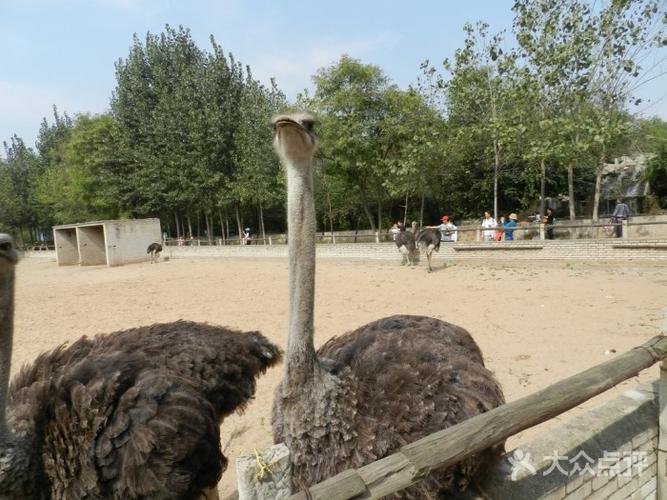 金鹭鸵鸟园-游乐设施-配套设施-游乐设施图片-郑州游